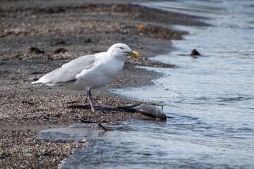 Herring gull (Larus argentatus) eating dead fish on beach shoreline