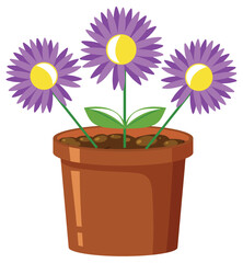 Purple flower in pot on white background