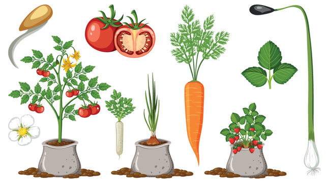 Set of vegetables on white background