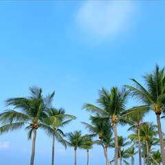 Fototapeta na wymiar Coconut Palm Trees on Blue Sky Background