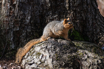 Fox squirrel sitting on tree root