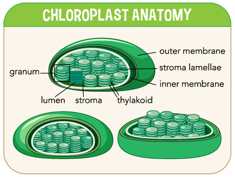 Diagram of Chloroplast Anatomy for Biology and Life Science Education