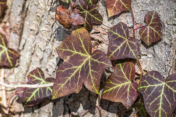 Ivy growing around tree stump
