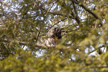 Barred owl (Strix varia) motion blur shot scratching head