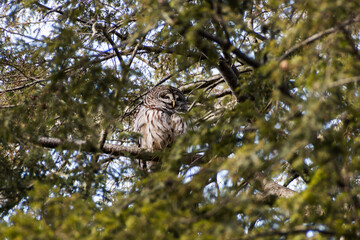 Barred owl (Strix varia) perched in large pine tree