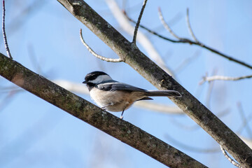 Black-capped chickadee perched in tree