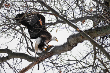 Bald eagle (Haliaeetus leucocephalus) landing on branch