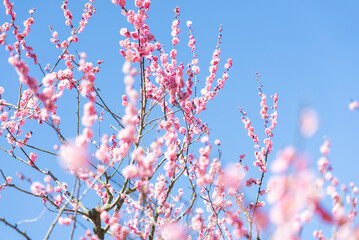 梅の花