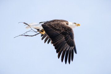 Bald eagle (Haliaeetus leucocephalus) with wings folded down mid flight