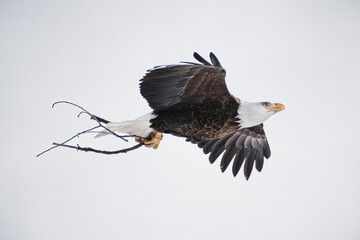 Bald eagle (Haliaeetus leucocephalus) mid flight carrying sticks to nest