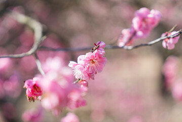 梅の花