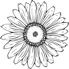 Vector, isolated image of a chamomile flower, in black and white. For holiday, invitation, decoration and design. Drawn by hand. Doodle.