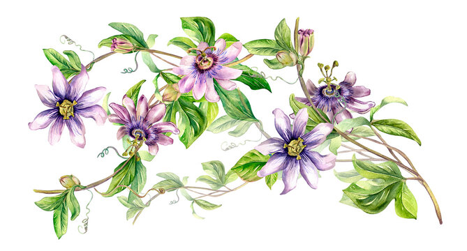 Board of passion flower plant watercolor illustration isolated on white. Blue tropical plant and stem hand drawn. Design element for wrapping, menu, market, herbal tea, ice-cream, stickers, tableware.