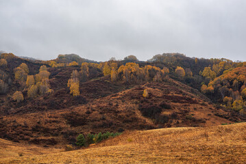 Autumn landscape of a rainy day in the Altai mountains, Russia. Travel to distant beautiful places of the planet. Scenic view of hills with yellow trees and fog on mountain tops in the background.