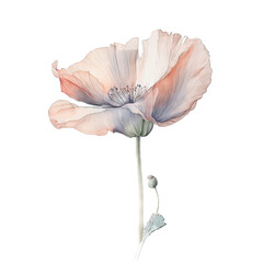 fading translucent poppy flower In translucent watercolour on transparent background PNG Generative AI