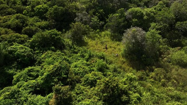 Group of people, mand and woman lost,  exploring dense tropical jungle and rainforestin. 4k high resolution. Aerial drone view shot.