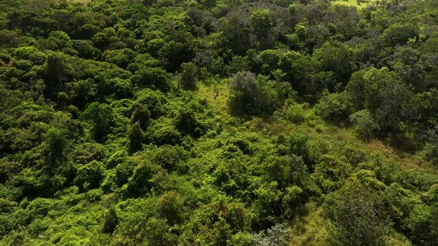 Group of people, mand and woman lost,  exploring dense tropical jungle and rainforestin. 4k high resolution. Aerial drone view shot.