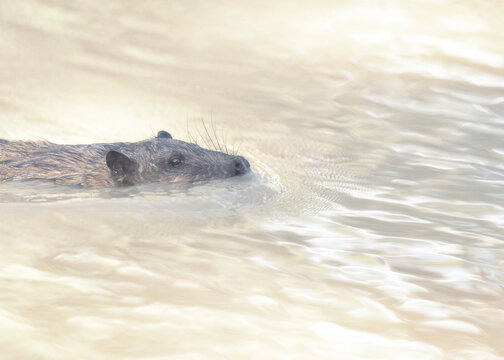 A wild rakali water rat (Hydromys chrysogaster) swimming in a creek, Australia