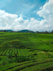 Fototapeta na wymiar Riung Gunung Pangalengan Landscape at Pangalengan, Bandung Regency, West Java, Indonesia