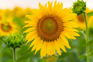 A large blooming yellow sunflower in the field