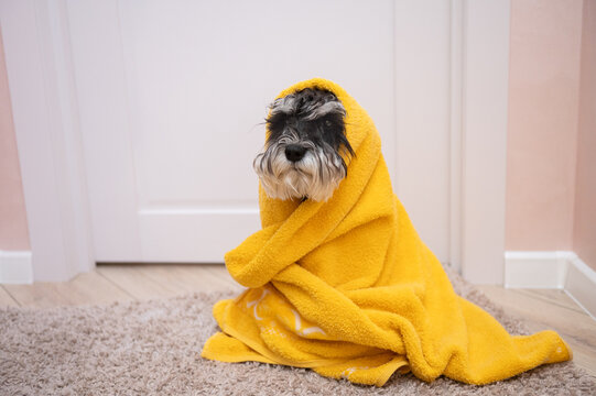 A black and silver schnauzer sits on the carpet under a yellow towel