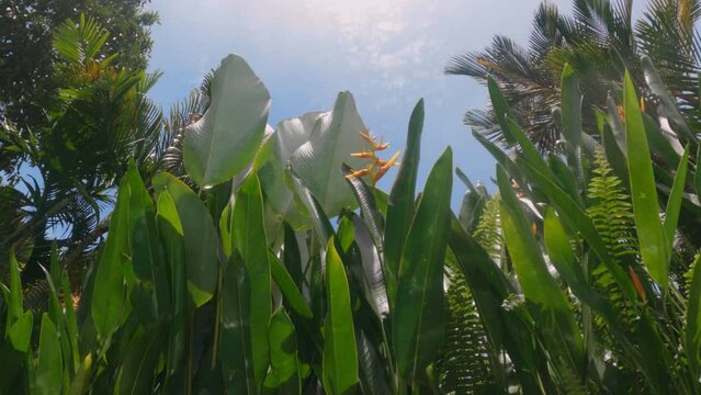 Light in shape of caustic curves making a beautiful pattern of sundogs on green tropical leaves. Sunshine reflections at pool side. Play of light on exotic yellow flower at swimming pool. wind wether 