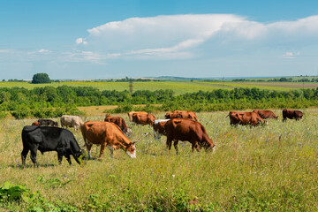Cows grazing in a field with a blue sky in the background
