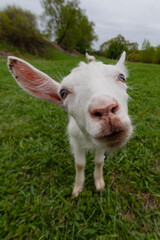 A goat with a pink nose looks into the camera.