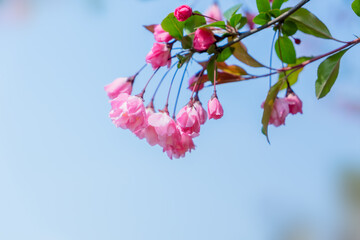 beaufiful pink flowers in the spring