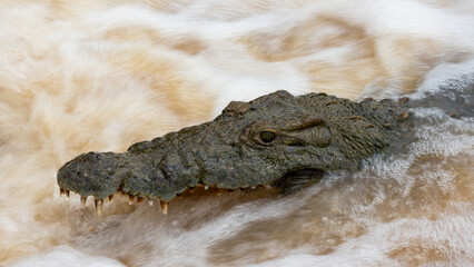 Nile crocodile laying in ambush , hunting, catching fish