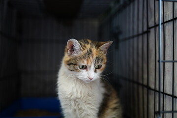 A cat in a shelter. Ordinary cats from the street caught in the shelter. High quality photo