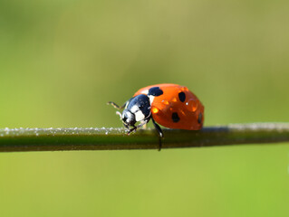 Sevenspotted ladybird coccinella septempunctata on a straw wet after rain