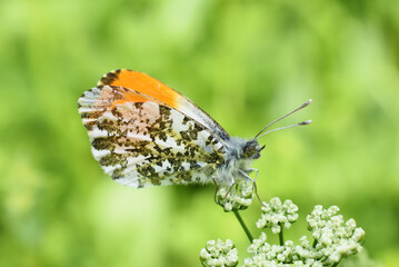 The orange tip butterfly Anthocaris cardamines male on flower