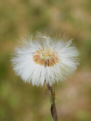 The fluffy seed ball of a coltsfoot plant tussilago farfara