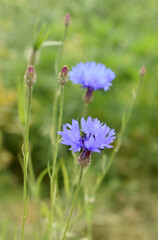 Corn flower Centaurea cyanus closeup on green background