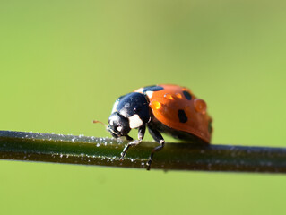 Sevenspotted ladybird coccinella septempunctata on a straw wet after rain