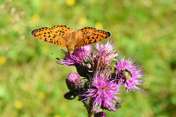 Orange and brown fritillary butterfly Argynnis sitting on a thistle