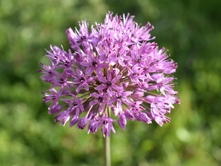 Close-up on Purple Allium flowerhead