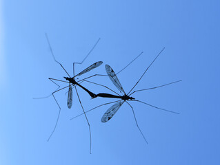 Tipulidae craneflies mating on a window on blue background