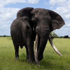 Fototapeta na wymiar African elephant tusker, very long tusks