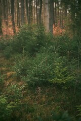 Green sprouts of spruce trees. Young sapling of spruce grows in the forest ground with green moss. Small coniferous tree.