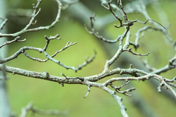 Fototapeta premium season, flora, autumn, spring, close up 