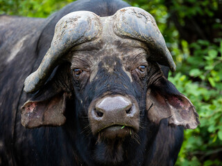 an old cape buffalo with worn horns