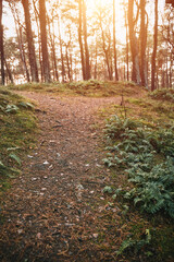 fern close up with strong sunlight in the forest