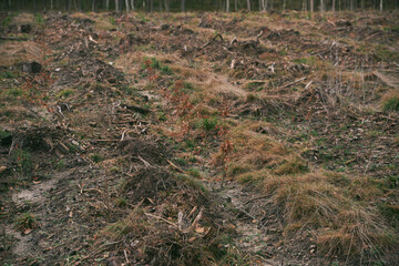 Stumps and logs show that overexploitation leads to deforestation endangering the environment and sustainability. Pine tree forestry exploitation in a sunny day.