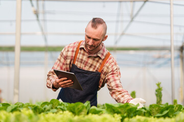 Businessperson or farmer checking hydroponic soilless vegetable in nursery farm. Business and organic hydroponic vegetable concept