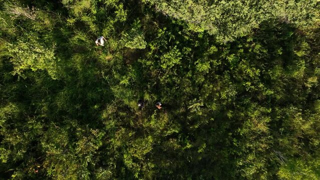 Group of people, mand and woman lost,  exploring dense tropical jungle and rainforestin. 4k high resolution. Aerial drone view shot.