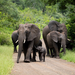 a breeding herd of African elephants with a tiny calf