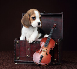 Cute little beagle puppy with violin
