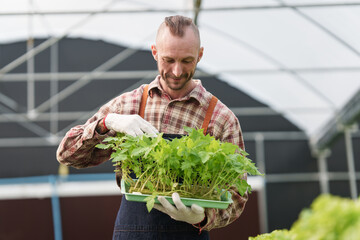 Businessperson or farmer checking hydroponic soilless vegetable in nursery farm. Business and organic hydroponic vegetable concept